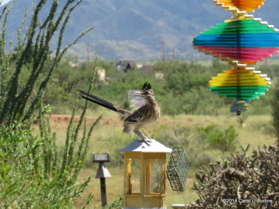 Roadrunner