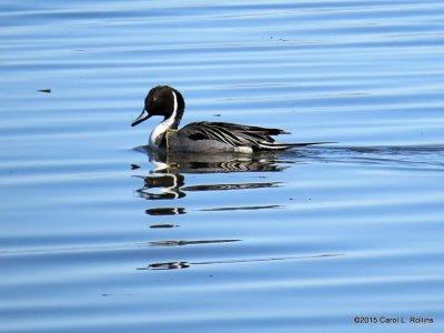 Northern Pintail  8435