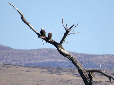 Bald Eagles 8471