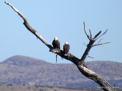 Bald Eagles 8479