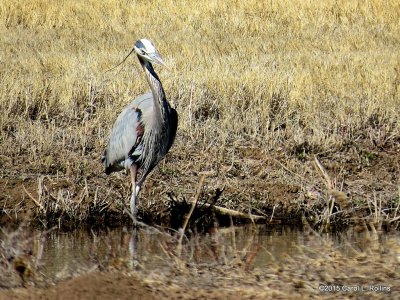 Great Blue Heron 8482