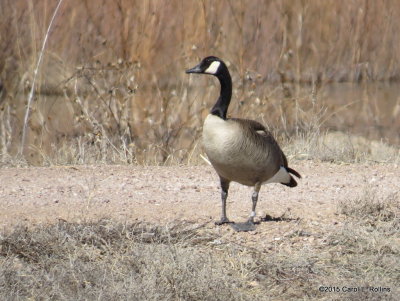 Canada Goose  8487