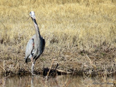 Great Blue Heron  8484