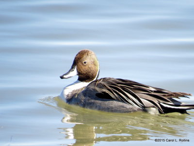Northern Pintail 8455