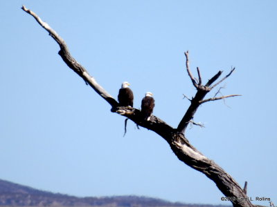 Bald Eagles 8496