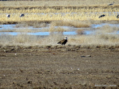 Bald Eagle 8741