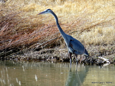 Great Blue Heron 8552