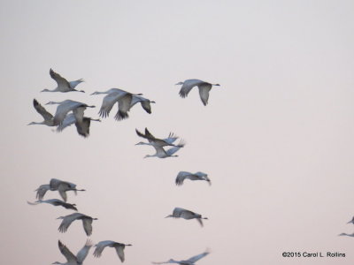 Sandhill Cranes  8946