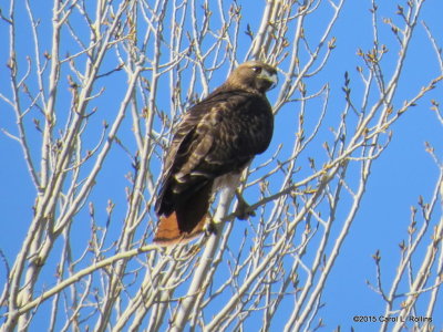 Red-tailed Hawk 8702