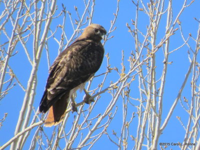 Red-tailed Hawk 8708