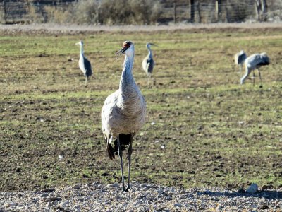 Sandhill Crane  8832