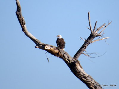 Bald Eagle 8804