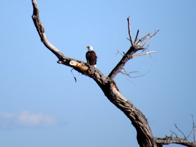 Bald Eagle 8796