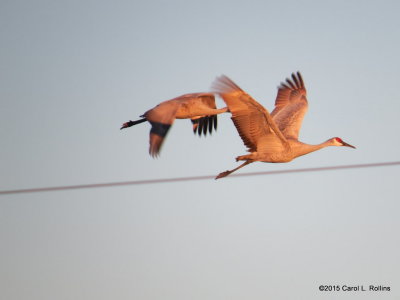 Sandhill Cranes  9133