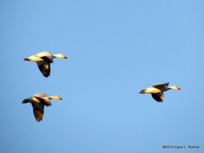 Snow Geese 9151