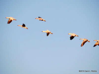 Snow Geese  9142