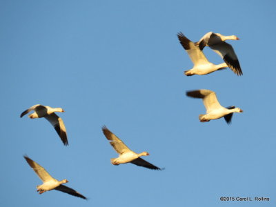 Snow Geese