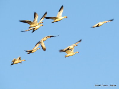 Snow Geese  9191