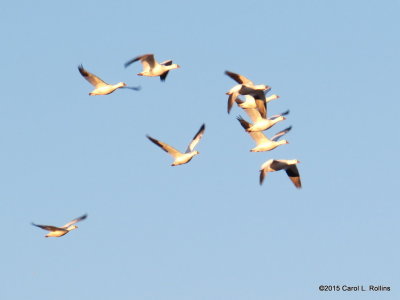 Snow Geese  9185