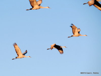 Sandhill Cranes  9233