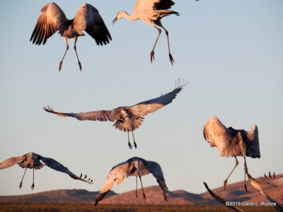 Sandhill Cranes Landing 9238