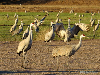 Sandhill Cranes  9311