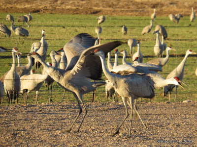 Sandhill Cranes  9272