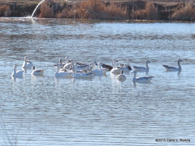 Snow and Ross's Geese 8839