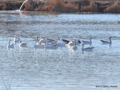 Snow and Ross's Geese  8839