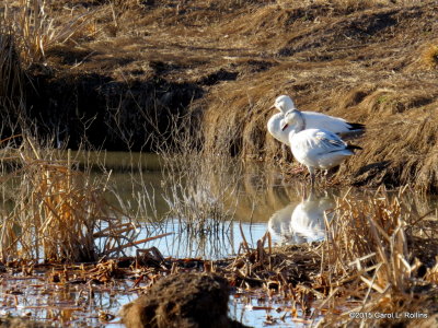 Snow Geese/Ross's Geese  8845