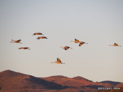 Sandhill Cranes  9104