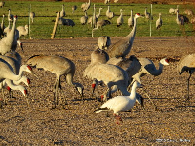 Sandhills and Goose 9289