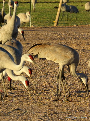 Sandhill Cranes