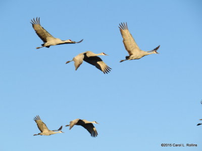 Sandhill Cranes  9299