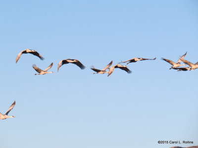 Sandhill Cranes  9298