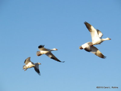 Snow Geese 9320