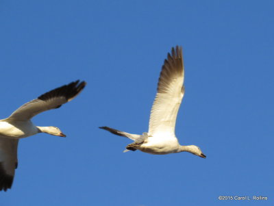 Snow Geese 9330