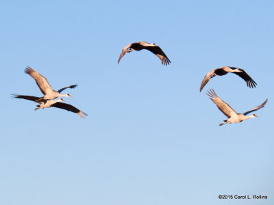 Sandhill Cranes  9332