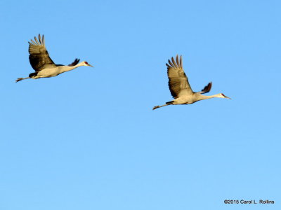 Sandhill Cranes  9333