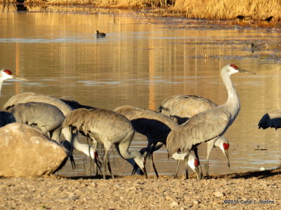 Sandhill Cranes  9340