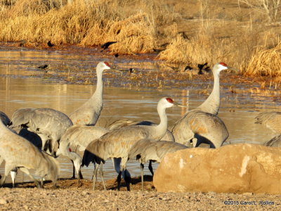 Sandhill Cranes  9339