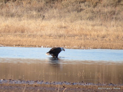 Bald Eagle 9410