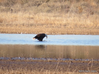 Bald Eagle 9408