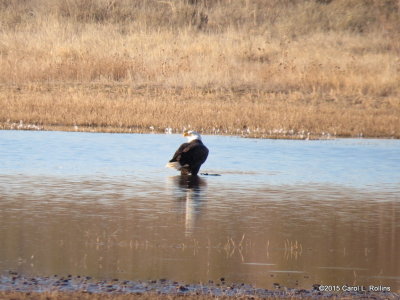 Bald Eagle 9411