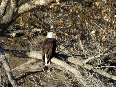Bald Eagle 9480