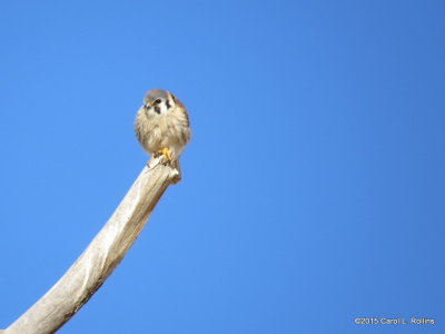 American Kestrel 9610