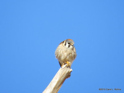 American Kestrel 9612