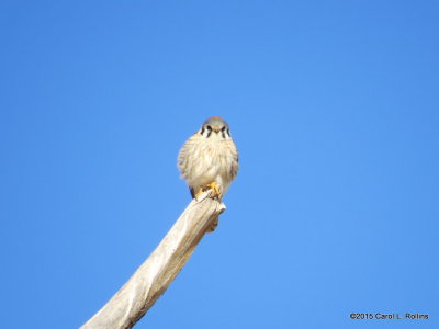 American Kestrel