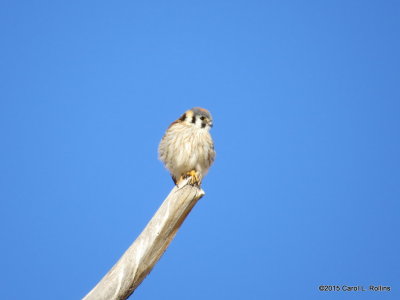 American Kestrel