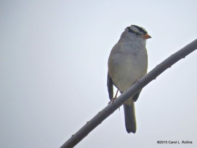 White-crowned Sparrow